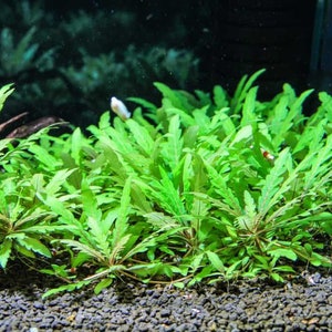 BUY 2 GET 1 FREE Hygrophila Pinnatifida-Easy Live Aquarium Pond Aquatic Plant image 3