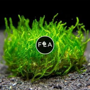 BUY 2 GET 1 FREE Flame Moss (Taxiphyllum sp. 'Flame') Portion -  Live Aquarium Aquatic Plant