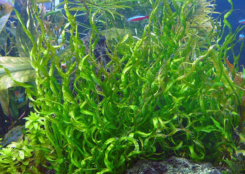 BUY 2 GET 1 FREE Corkscrew Sword Echinodorus VesuviusEasy Live Aquarium Pond Aquatic Plant image 7