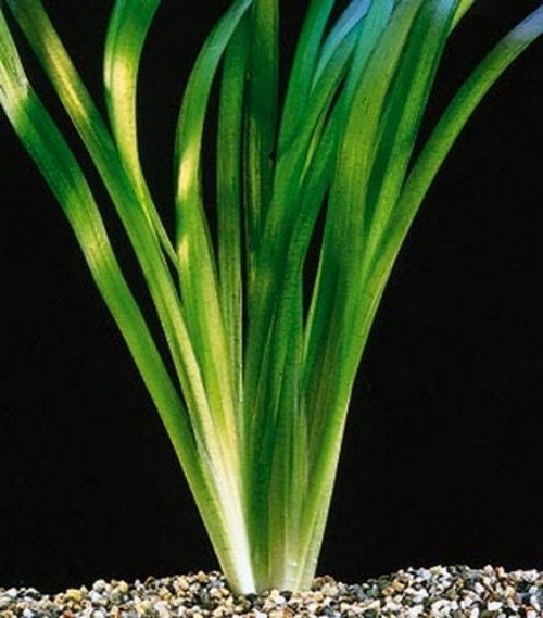 18 Jungle Val Plants - Buy 2 Get 1 Free! Italian Vallisneria Live Aquarium Plants (Freshwater) 9 thumbnail image