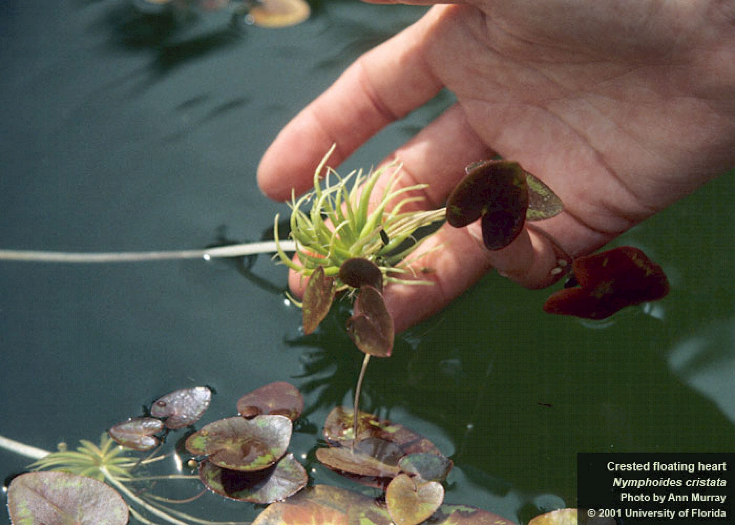 BUY 2 GET 1 FREE Banana Lily Plant (Nymphoides Aquatica) — Florida