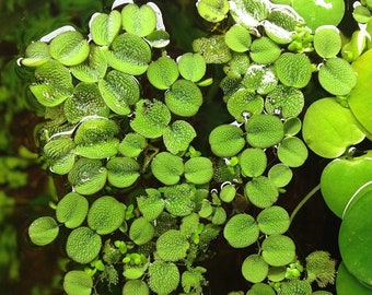 BUY 2 GET 1 FREE (Large - 60+!)Floating Water Spangles (Salvinia)-Easy Live Aquarium Pond Aquatic Plant