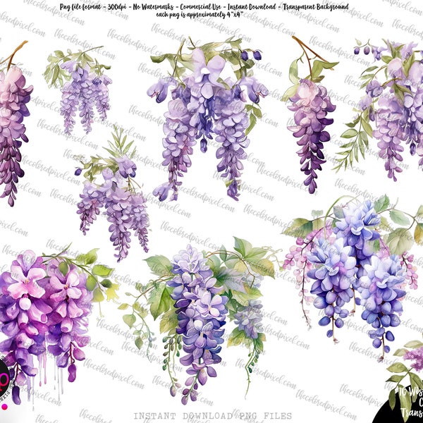 Aquarelle glycine floral pngs, clipart de glycine, clipart Commercial, pngs individuel, png floral aquarelle, fleur florale de vignes de glycine