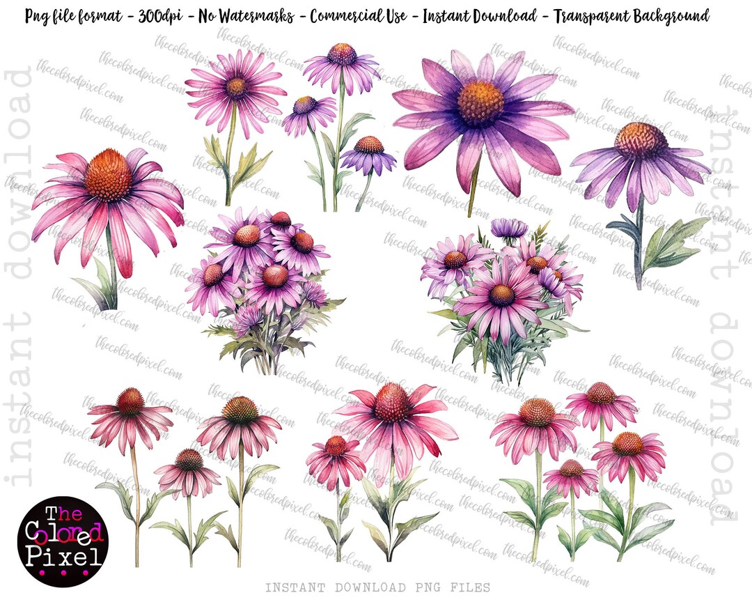 Watercolor Coneflower Pngs, Coneflower Floral Bouquet Png, Commercial ...