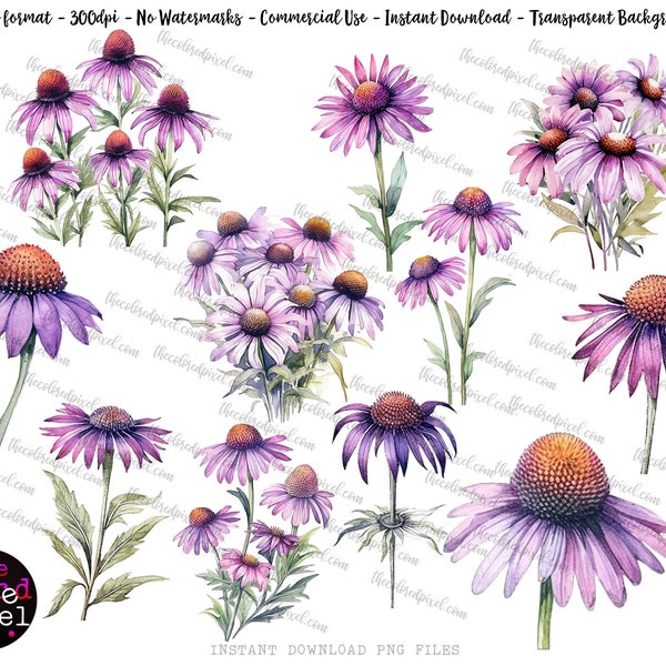 Aquarelle d'échinacée png, bouquet floral d'échinacée png, clipart commercial, png individuel, png floral aquarelle, clipart échinacée V2