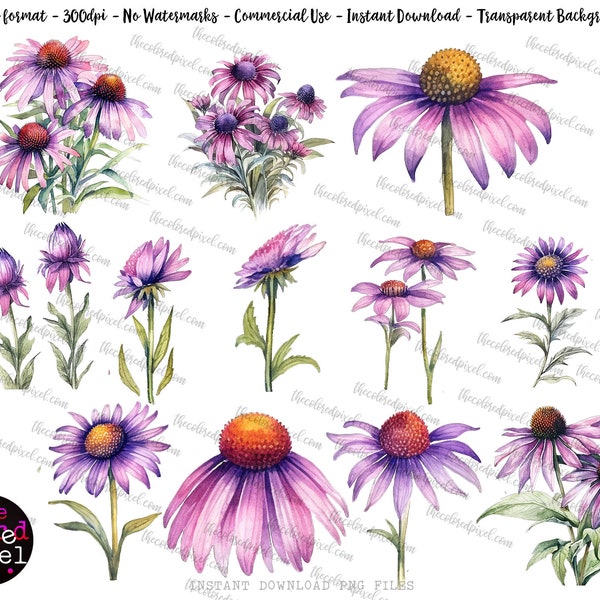 Watercolor Coneflower pngs, Echinacea floral bouquet png, Commercial clipart, individual pngs, watercolor floral png, Coneflower v1