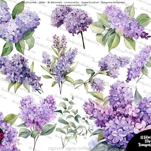 Watercolor Lilacs floral pngs, Lilac clipart. Commercial use clipart, individual pngs, watercolor floral png, Lilac bouquet, Lilac clip art