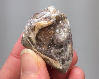 FOSSIL DRUZY SHELL 1.7" - Natural Mineral - Collectible Fossil - Organic Gemstone - Flat Base - Meditation Crystal - Display- From India 25g