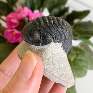 TRILOBITE FOSSIL - Arthropod - Collectible Fossil - Display - Decor - Gift - 123g