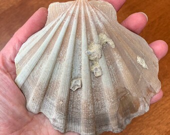 FOSSIL SCALLOP SHELL - Pelecypod - Invertebrate Fossil - Mollusk Shell From The Miocene Period - Collectible Specimen - From Virginia- 119mm