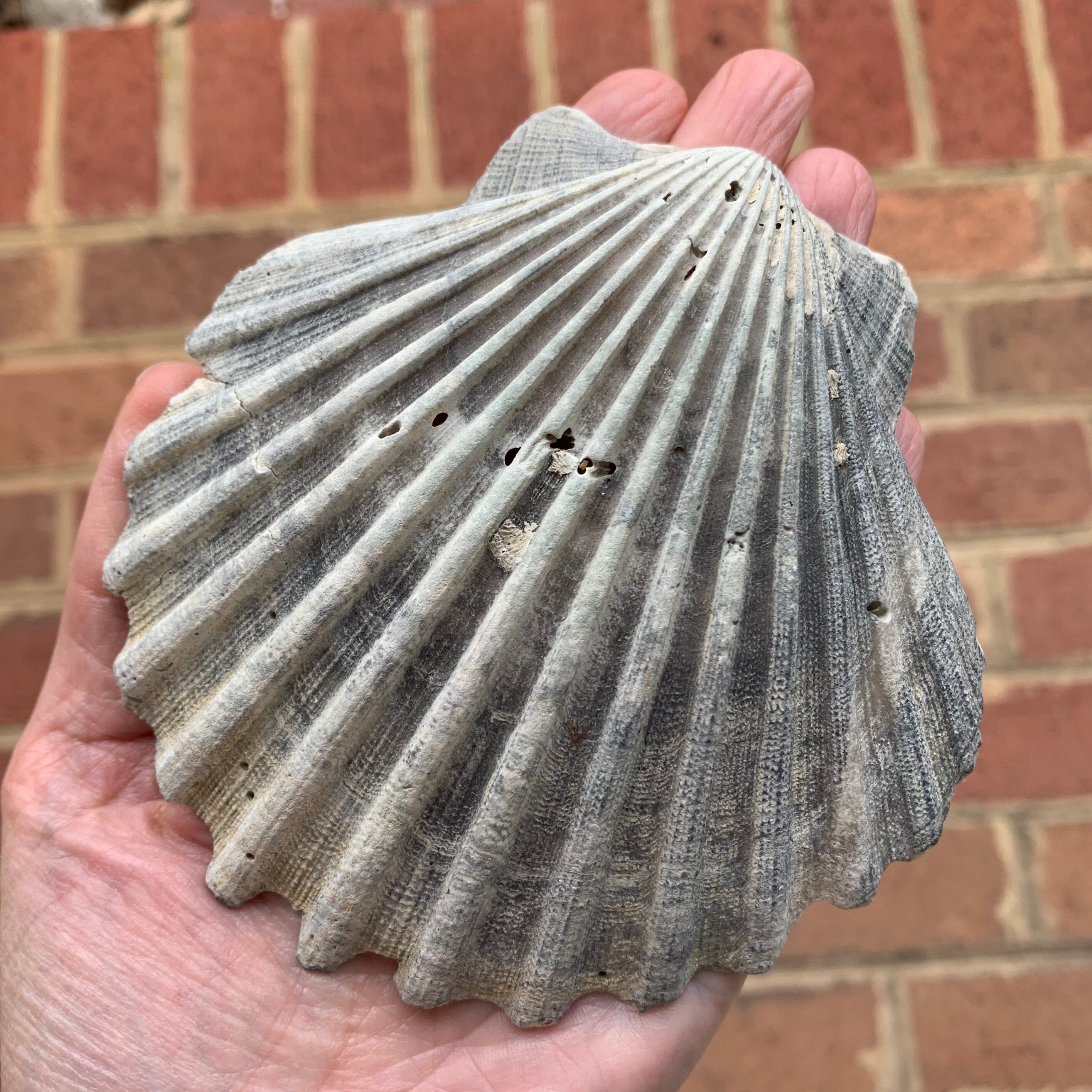 Large FOSSIL SCALLOP SHELL 4.6 Pelecypod Etsy