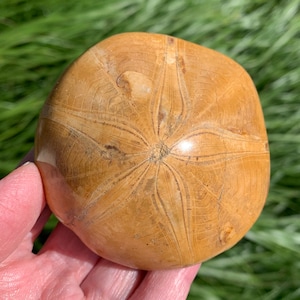 FOSSIL ECHINODERM 3" - Sand Dollar - Fossilized Marine Invertebrate - Polished Top - Collectible Fossil - 196g