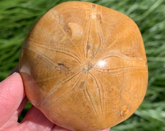 FOSSIL ECHINODERM 3" - Sand Dollar - Fossilized Marine Invertebrate - Polished Top - Collectible Fossil - From Madagascar - 196g