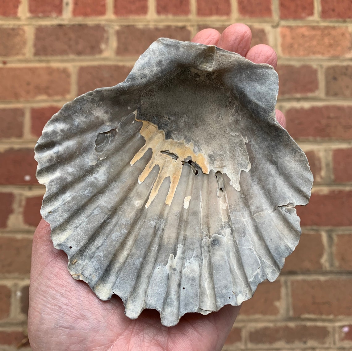 Large FOSSIL SCALLOP SHELL 4.6 Pelecypod Etsy