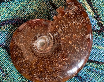 Large 5.6" FOSSIL AMMONITE - Whole - Two Halves Attached - Polished - Collectible Fossil - Home Decor/Display - Gift - 1.4lb