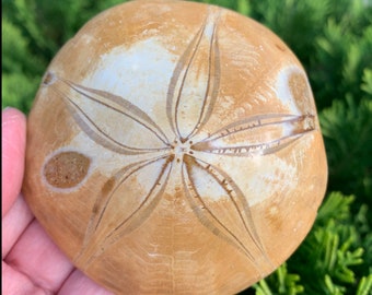 FOSSIL ECHINODERM 3.1" - Sand Dollar - Fossil Sea Urchin - Fossilized Marine Invertebrate - Pansy Shell - Sea Cookie - From Madagascar