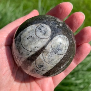 ORTHOCERAS FOSSIL SPHERE 62mm - 339g