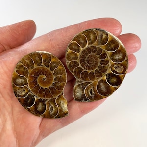 2 FOSSIL AMMONITE Halves (Pair) - Cut and Polished - Collectible Fossil - Home Decor - 48mm