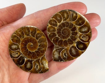 2 moitiés d'ammonite fossile (la paire) - coupées et polies - fossile de collection - décoration d'intérieur - originaire de Madagascar - 48 mm