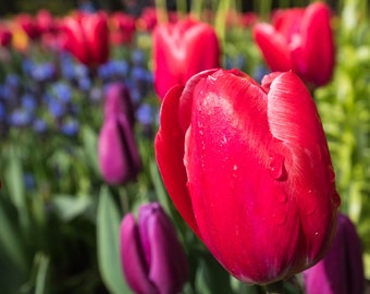 Red Tulip Garden Tulip Garden Print Flower Garden Garden Etsy