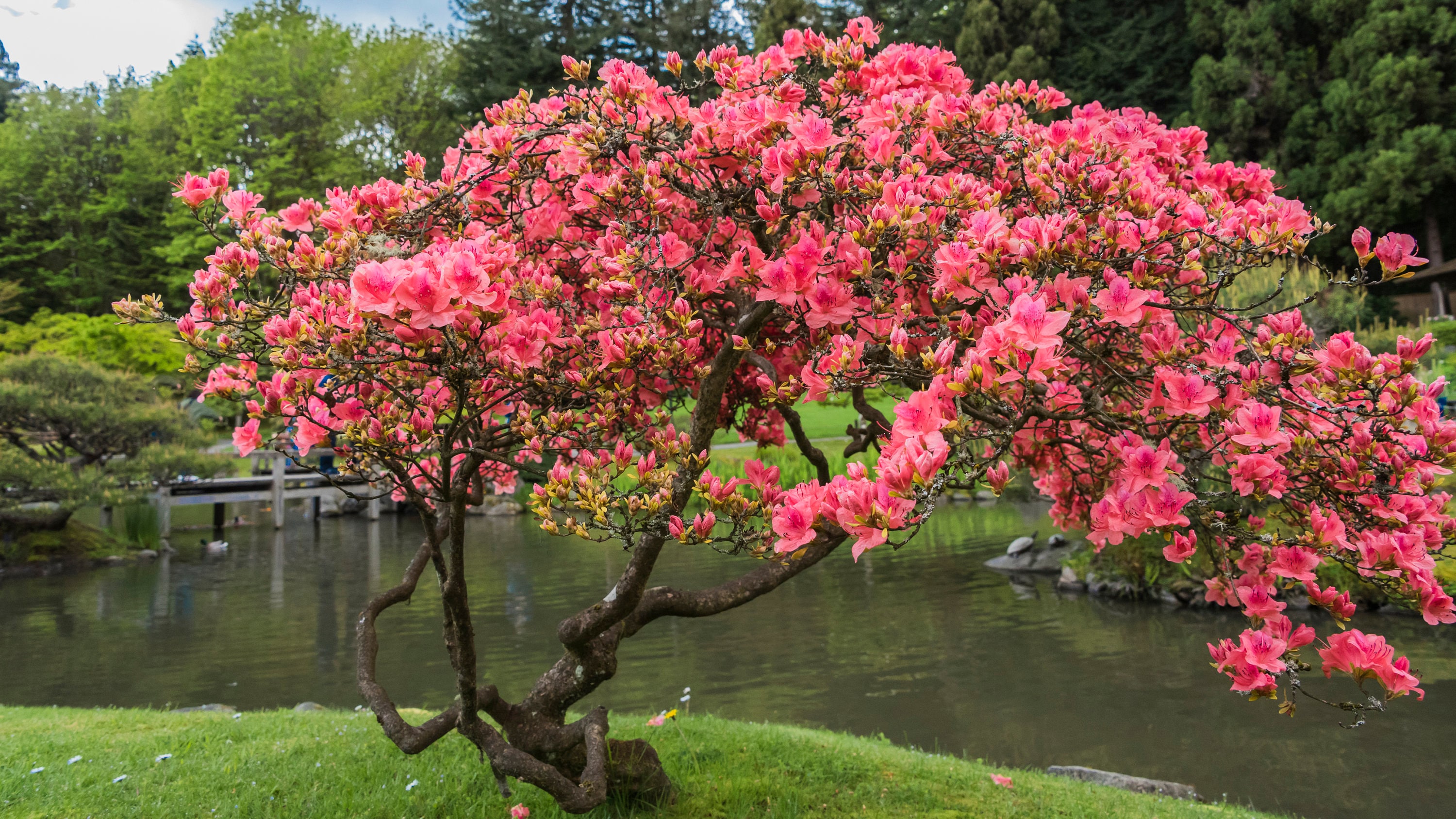 CLOSEUP AZALEA TREE Azalea Garden Photo Azalea Wall Decor - Etsy New