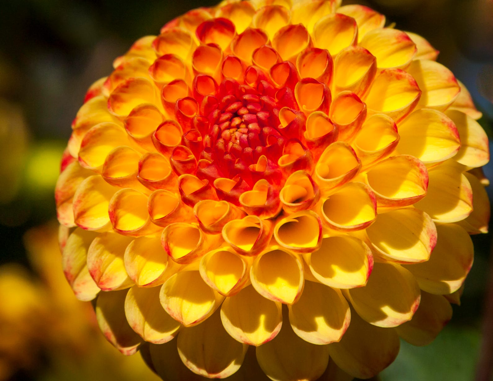 YELLOW ORANGE DAHLIA Closeup Dahlia Print Dahlia Garden - Etsy