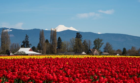 Tulip Fields Tulip Fields Mt Baker Print Landscape Photo Etsy