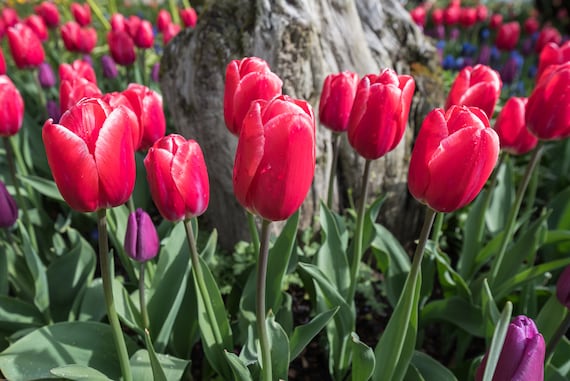 Red Tulip Garden Tulip Garden Print Flower Garden Garden Etsy
