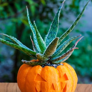 Halloween Planter, Pumpkin Decorations, 3D Printed Planters, Air Plant Pot for mom&her, Cute garden gift ideas for girlfriend from boyfriend Orange