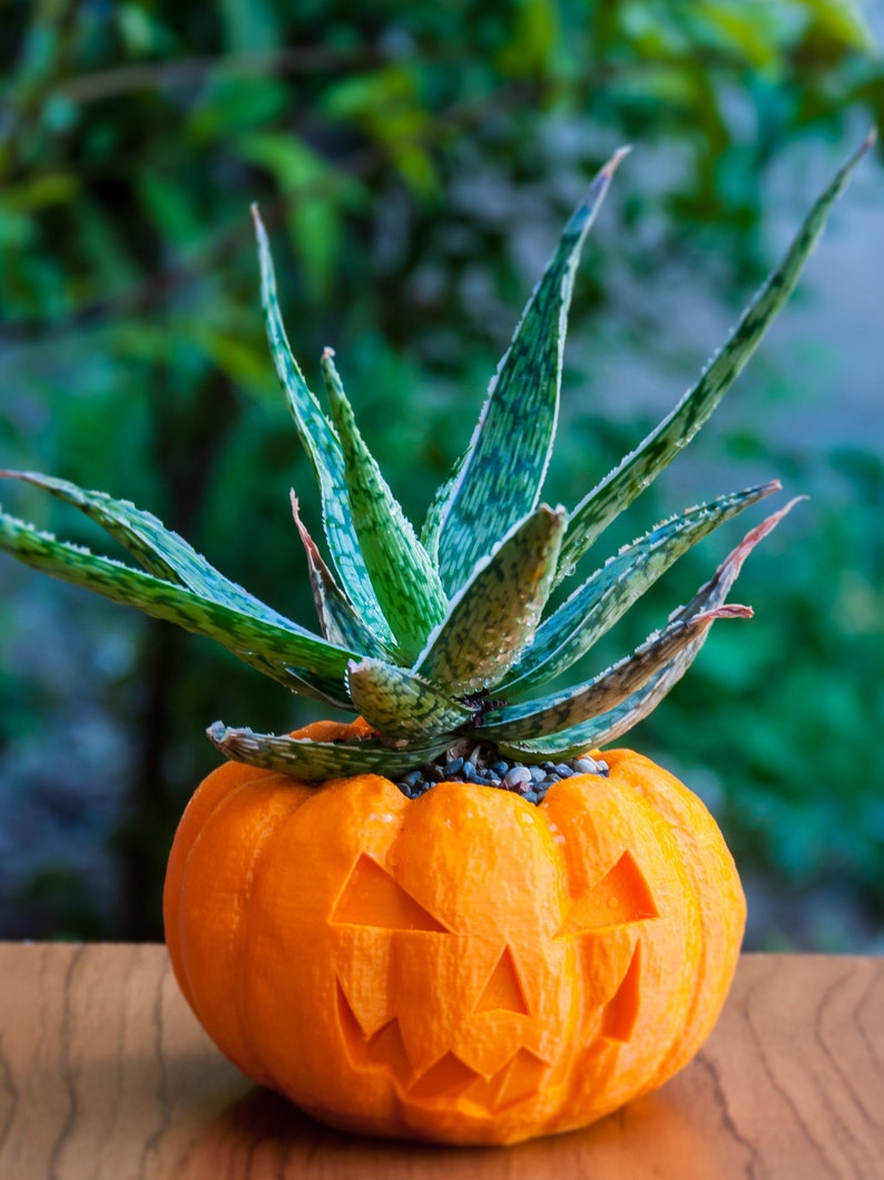 Halloween Planter, Pumpkin Decorations, 3D Printed Planters, Air Plant Pot for mom&her, Cute garden gift ideas for girlfriend from boyfriend Orange