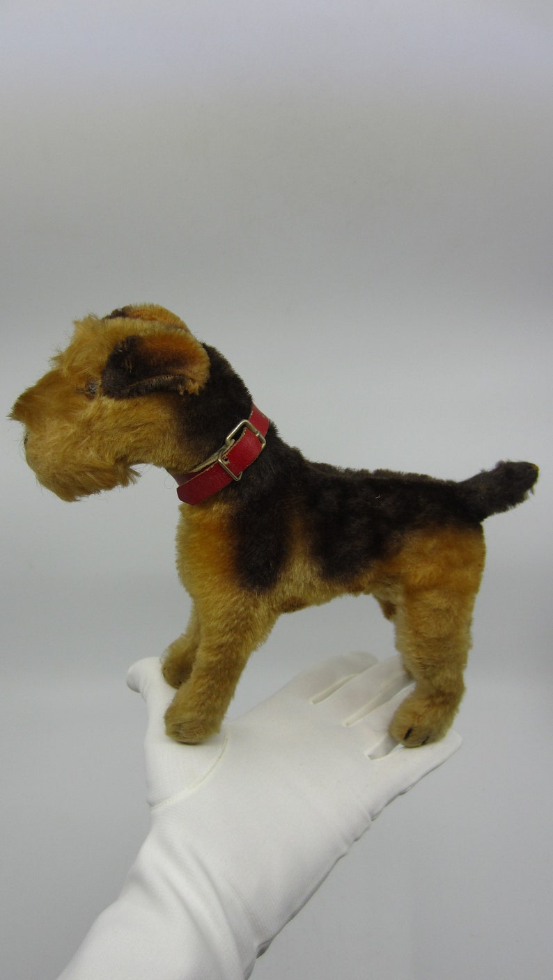 Airedale Terrier : caractère, prix, santé et alimentation