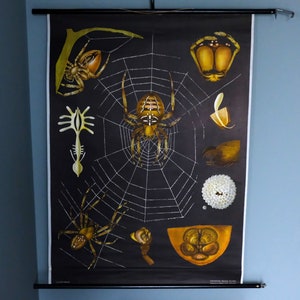 Vintage 50er Jahre Schulwandkarte Spinne Kreuzspinne - Original Jung Koch Quentell Poster Plakat Leinwand Bild Druck / sehr guter Zustand!