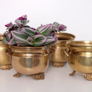 Può includere: Quattro fioriere antiche in ottone con piedini e manici decorati. Una fioriera contiene una pianta con foglie a strisce verdi e rosa e fiori viola. Le fioriere sono disposte su una superficie bianca.