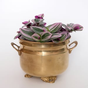 Può includere: Un vaso in ottone con un design decorativo e tre piedi, riempito di una pianta verde con foglie a strisce rosa e bianche.