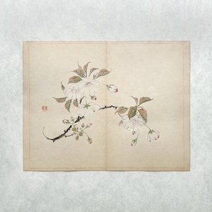 Impressão em xilogravura japonesa original. Taki Katei-Sakura. (1894)