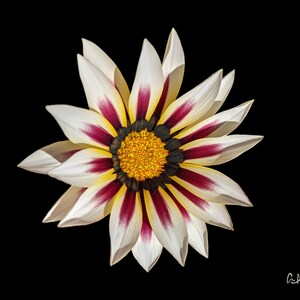 big kiss white flame flower micro, digital download, printable wall art, décor,  minimalistic, photo art, home décor, abstract, nature