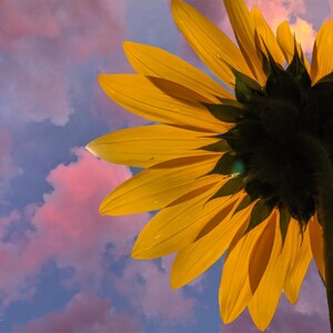 cotton candy sunflower, micro, digital download, printable wall art, décor, flower, minimalistic, photo art, home décor, abstract, nature