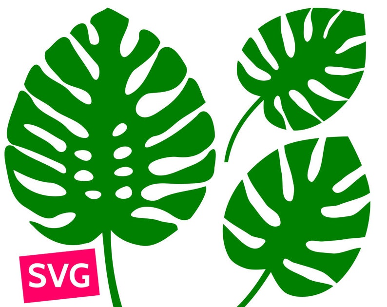 Op de afbeelding: Twee groene monstera bladeren met witte nerven, ge&iuml;soleerd op een witte achtergrond. De bladeren zijn in een eenvoudige, platte stijl, geschikt voor knutselprojecten.