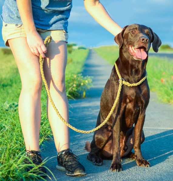 dog agility leash