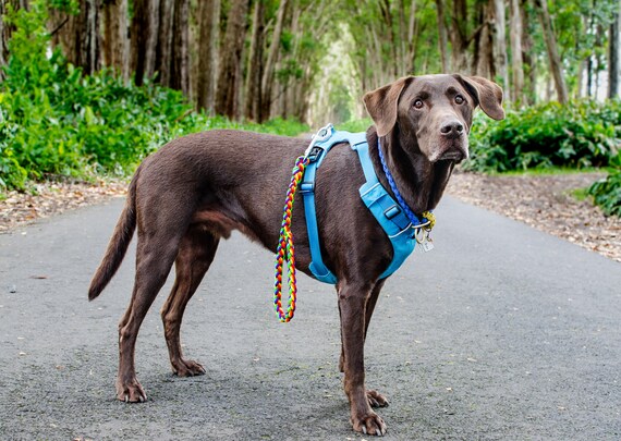 rainbow dog lead