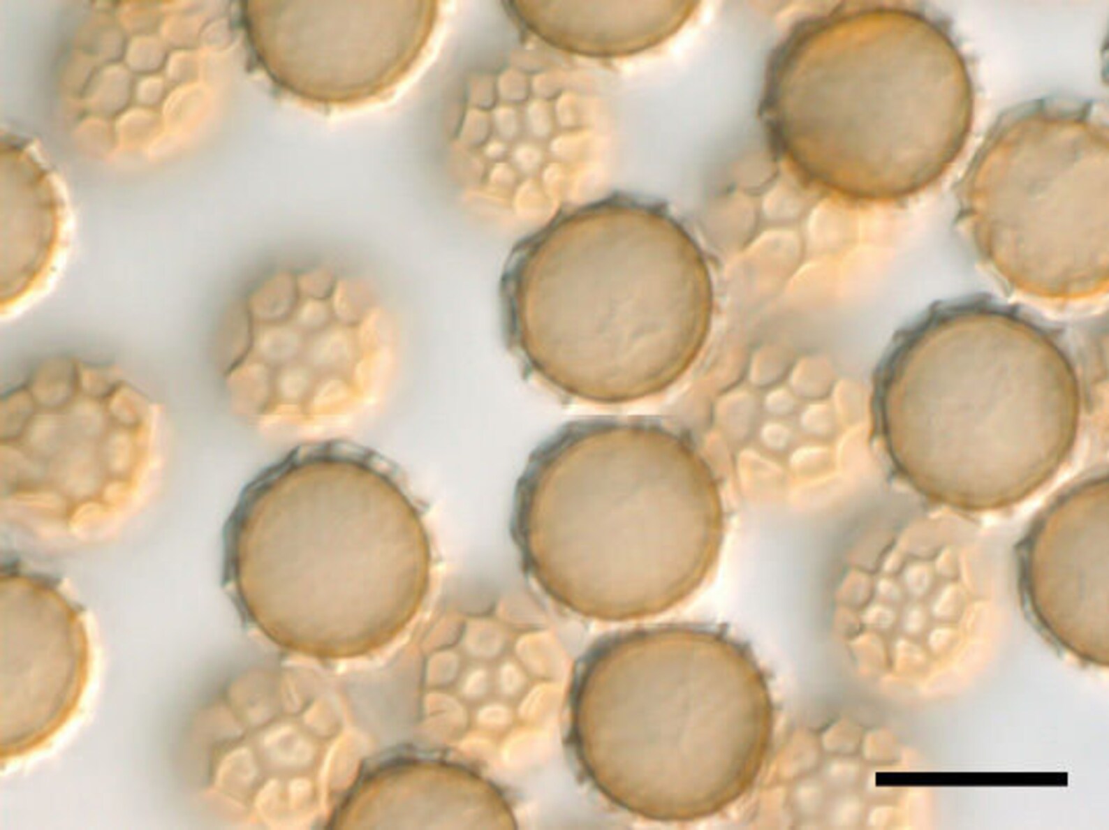 White truffle Tuber magnatum spores in 100g conditioned soil Etsy