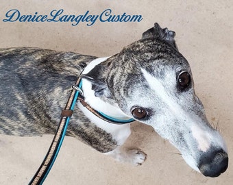 May include: A brindle and white Whippet dog wearing a blue and brown collar and a brown and tan leash. The dog is looking up at the camera with its tongue out.