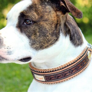 Puede incluir: Un perro marr&oacute;n y blanco con un collar de cuero marr&oacute;n con costuras decorativas y una hebilla de metal. El collar tiene una etiqueta de cuero marr&oacute;n con la palabra "Friend" grabada.