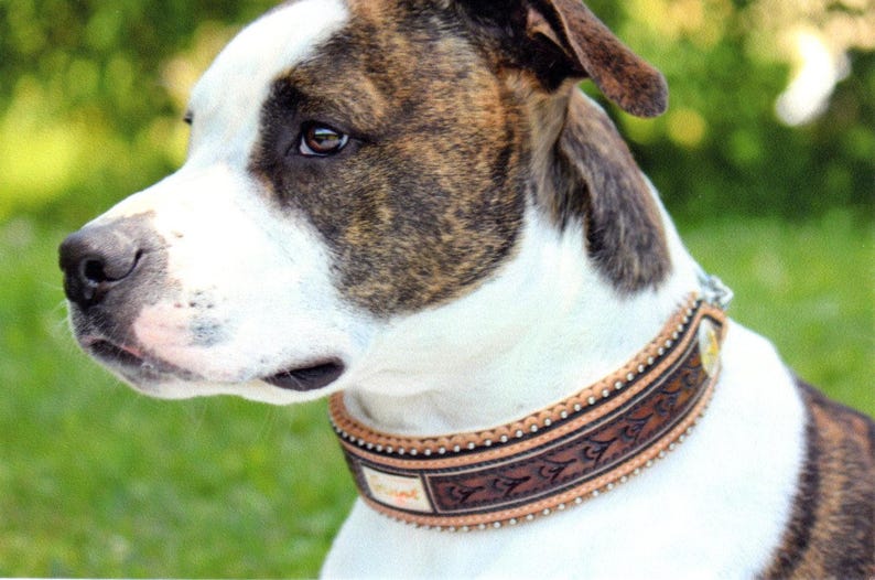 Puede incluir: Un perro marr&oacute;n y blanco con un collar de cuero marr&oacute;n con costuras decorativas y una hebilla de metal. El collar tiene una etiqueta de cuero marr&oacute;n con la palabra "Friend" grabada.