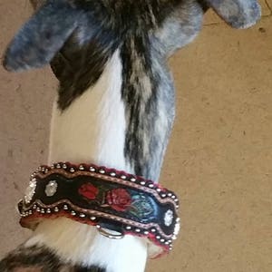 Puede incluir: Un perro blanco y negro con un collar de estampado floral rojo, negro y blanco. El collar tiene pedrer&iacute;a y una hebilla plateada.