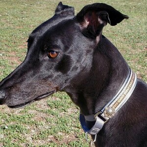 Puede incluir: Un perro Greyhound negro con un collar plateado y dorado con pedrer&iacute;a. El perro est&aacute; mirando hacia la derecha del encuadre.