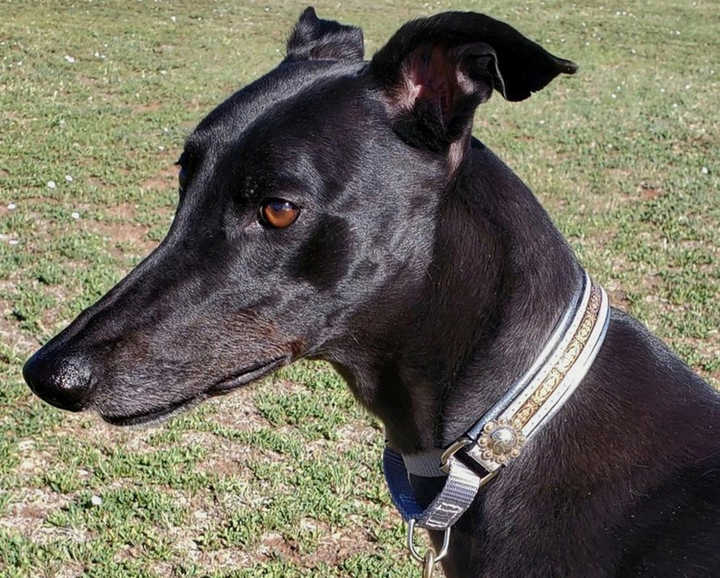 Puede incluir: Un perro Greyhound negro con un collar plateado y dorado con pedrer&iacute;a. El perro est&aacute; mirando hacia la derecha del encuadre.