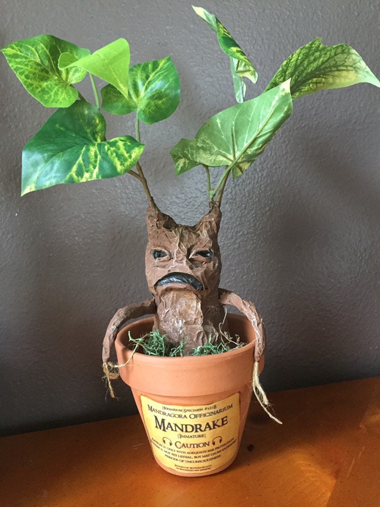 Mandrake - Etsy