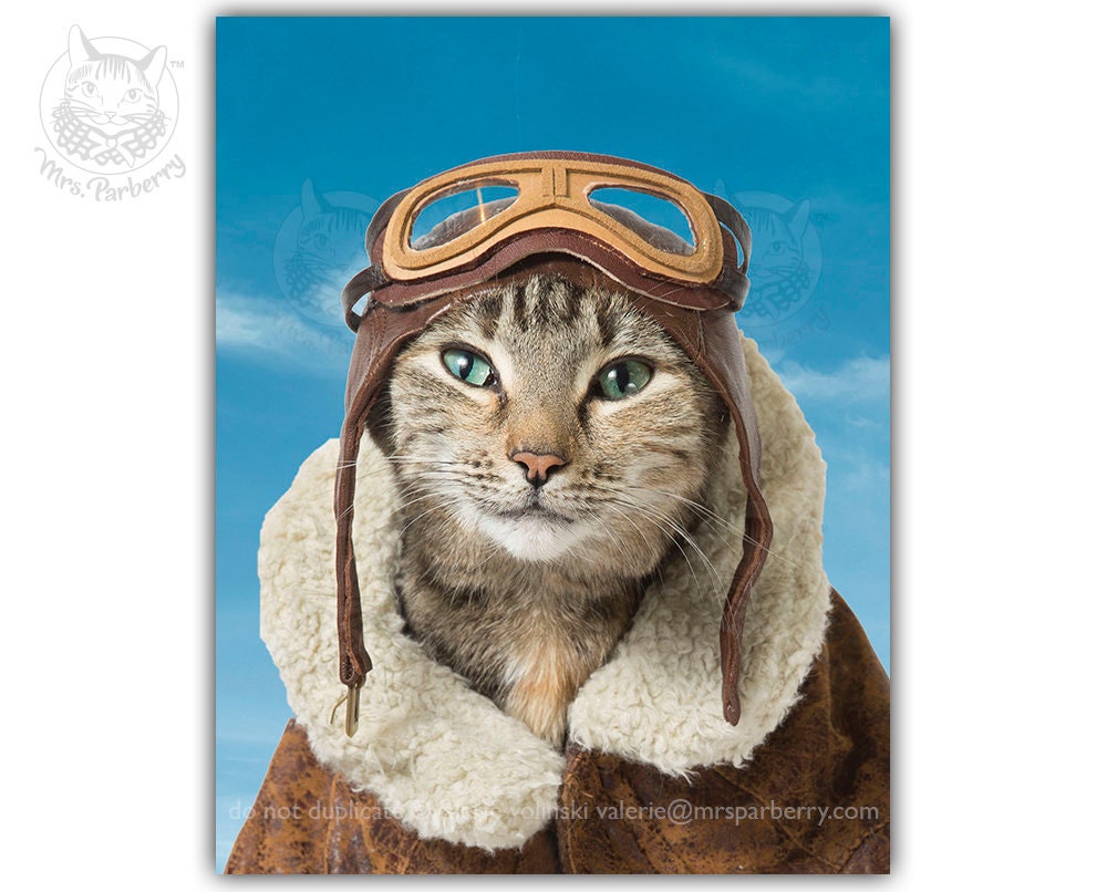 aviator cat