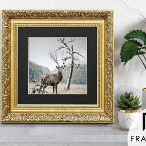 Traditional Ornate gold square picture frame with black mount & vintage detailing displaying wildlife wall art on light grey surface, styled as elegant home decor. perfect for living room decor, office decor, farmhouse decor, and classic gallery wall styling